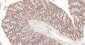 RPS19 Recombinant Rabbit mAb